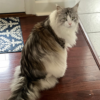 Cat sitting, and all types of pet sitting with love and care!