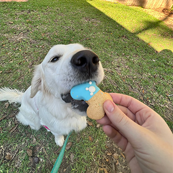 Dog and pet sitting in foley, Alabama